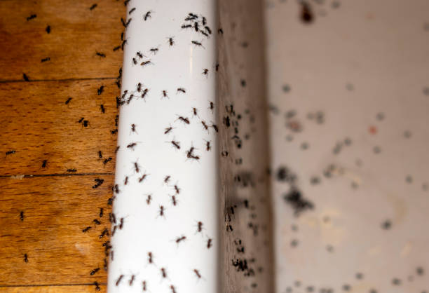 Best Bed Bug Extermination  in Decordova, TX