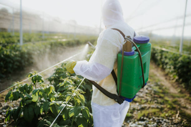 Best Rat Extermination Near Me  in Decordova, TX